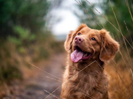 9 things to consider before you adopt a dog